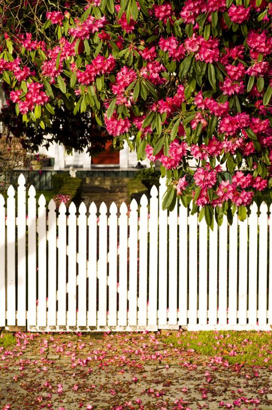 Scalloped Fence Installation